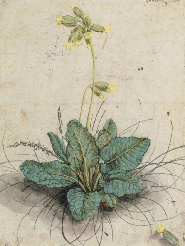 Lucas Cranach Cowslip with a Lady bug oil painting image